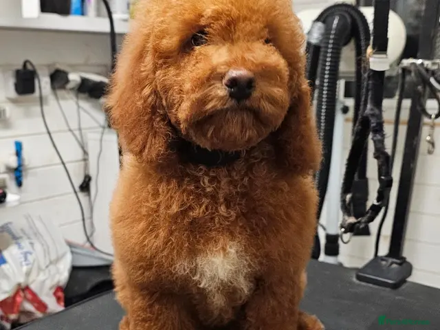 Mini Goldendoodle dogs for sale: Miniature Goldendoodle F1bb 1 boy, 2 girls left - Advert 11