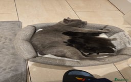 Mixed Breed cats for sale: Half british shorthair kitten - Image 15