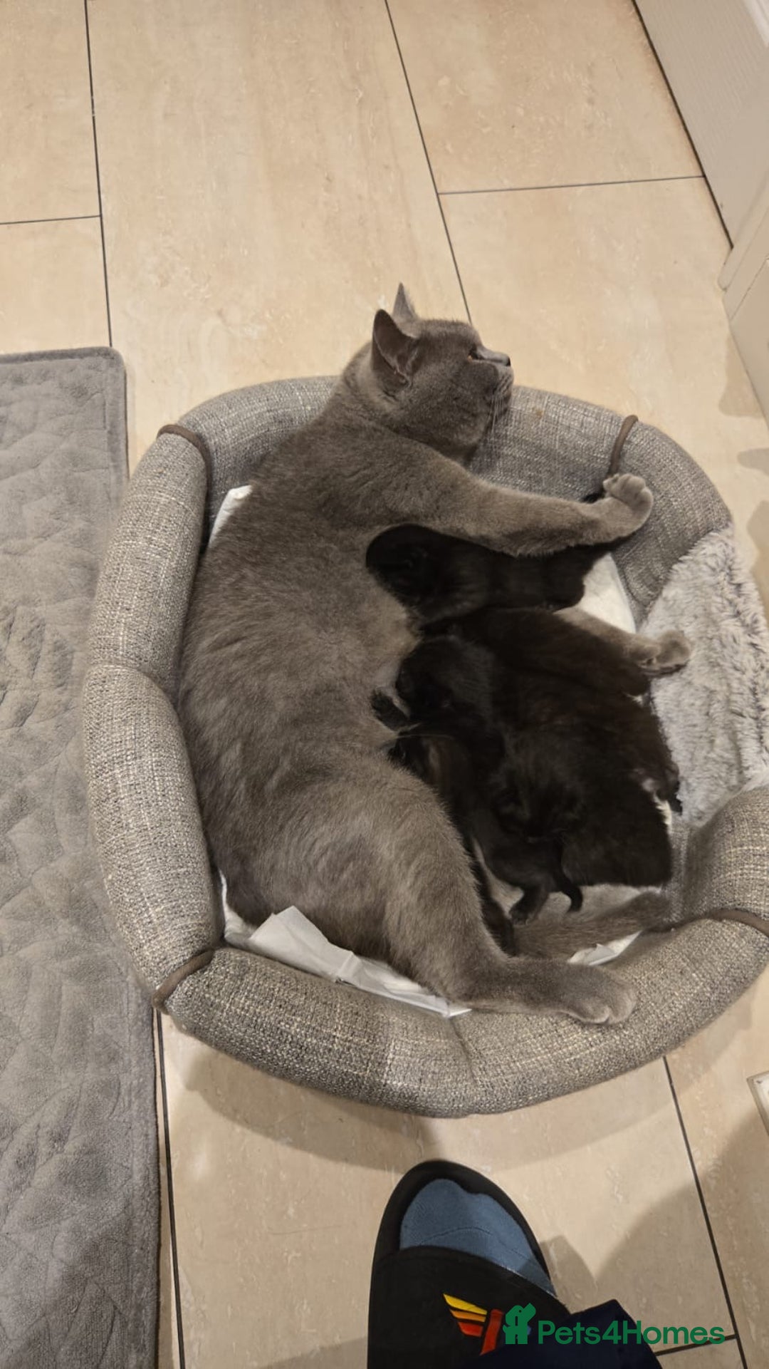 Mixed Breed cats for sale: Half british shorthair kitten - Image 15