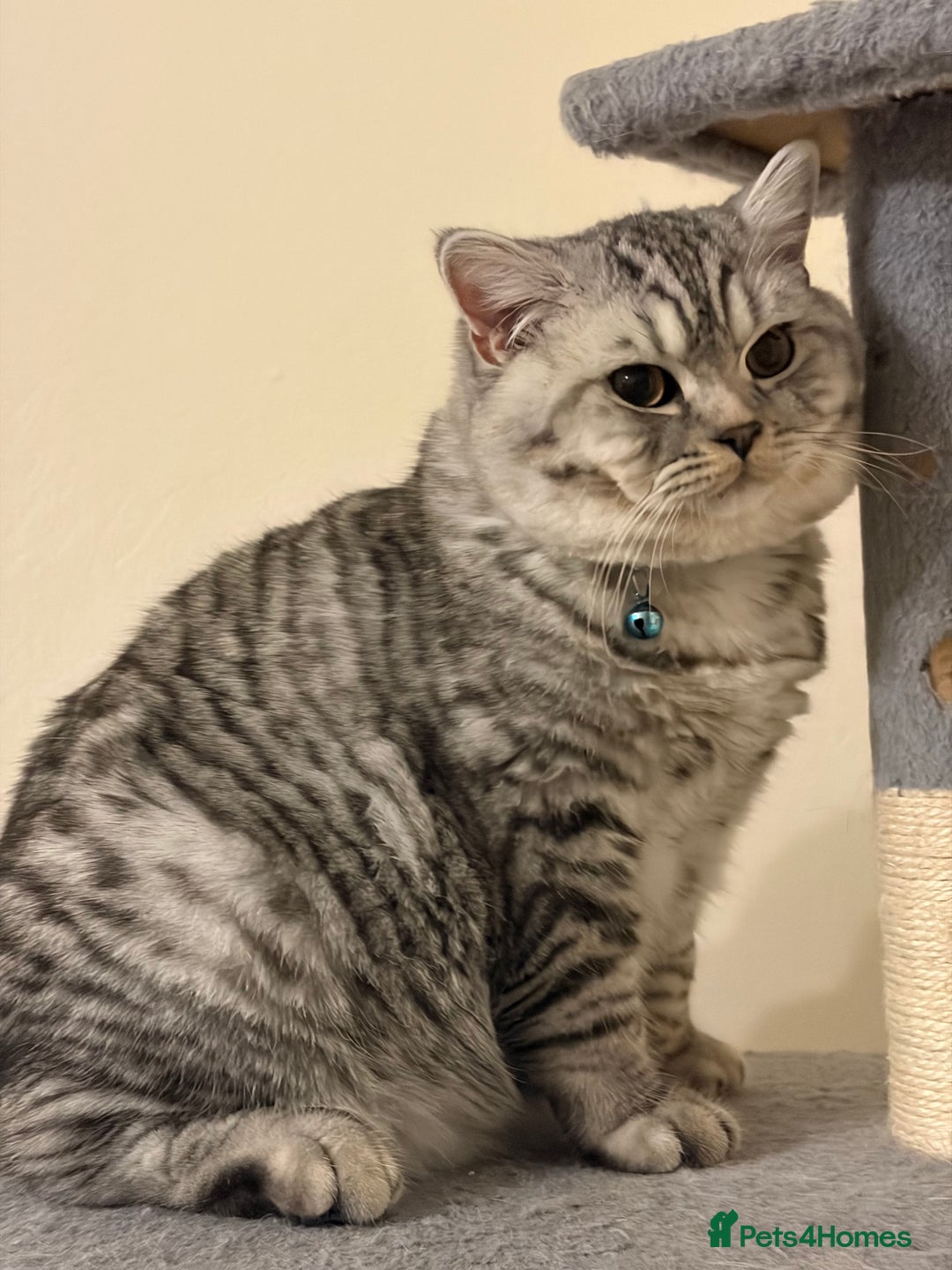 British Shorthair cats for sale: 3 Kittens•Full Pedigree•Champions bloodline•GCCF - Advert 37