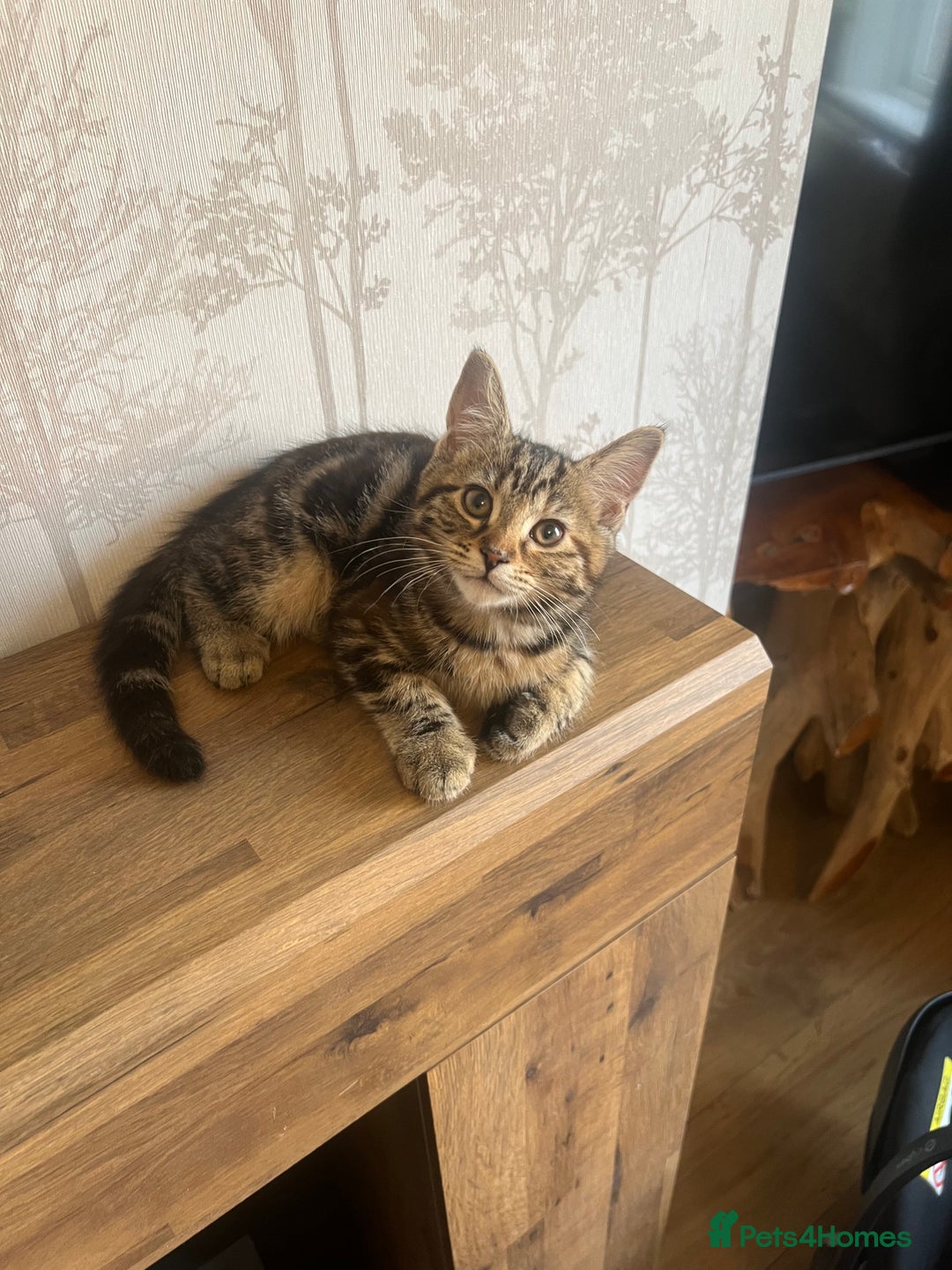 Maine Coon cats for sale: Two Gorgeous Maine Coon Cross Kittens for Sale - Image 3