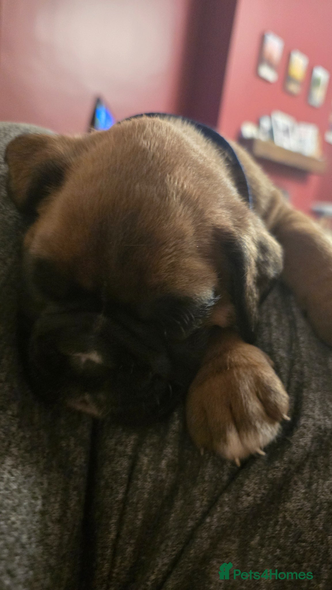 Boxer dogs KC boxer red puppies just born! 19.03 - Advert 2