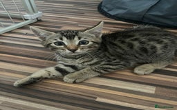 Bengal cats for sale: Bengal girls - Image 8