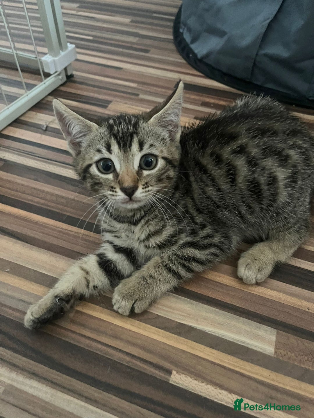 Bengal cats for sale: Bengal girls - Image 8