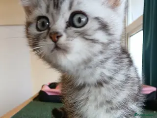 British Shorthair cats Bsh. Tabby kittens. - Advert 5