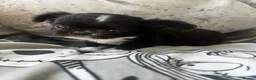 Chihuahua dogs for sale: Beautiful chihuahua puppies  - Advert 20