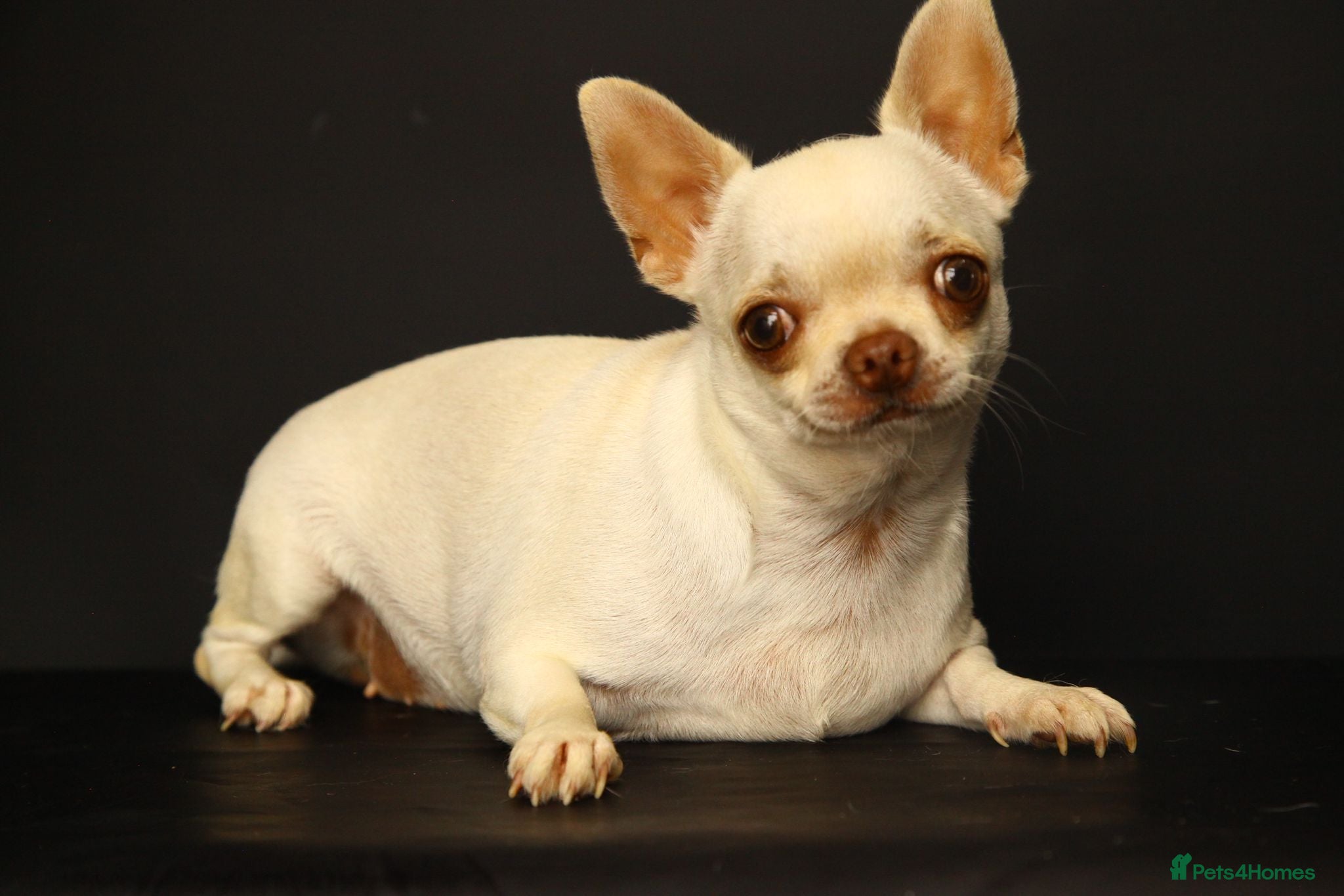 Chihuahua dogs Chihuahua girls, apple heads and short faces  - Advert 2