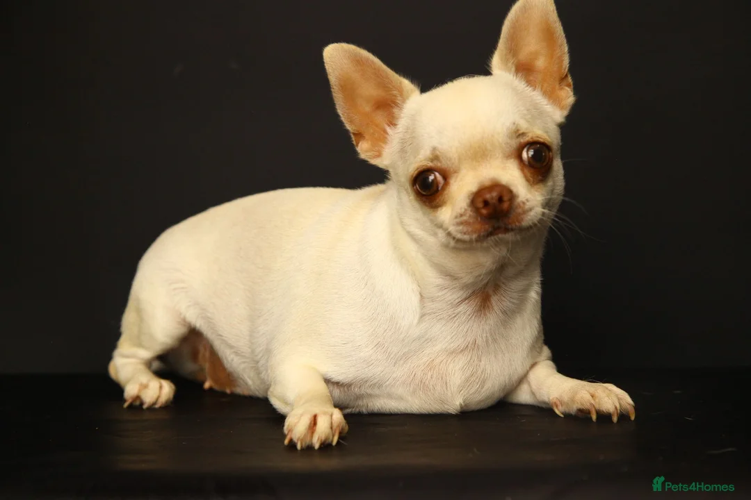 Chihuahua dogs for sale: Chihuahua girls, apple heads and short faces  - Advert 1