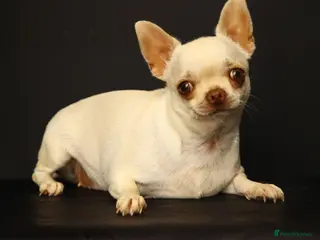 Chihuahua dogs Chihuahua girls, apple heads and short faces - Advert 15