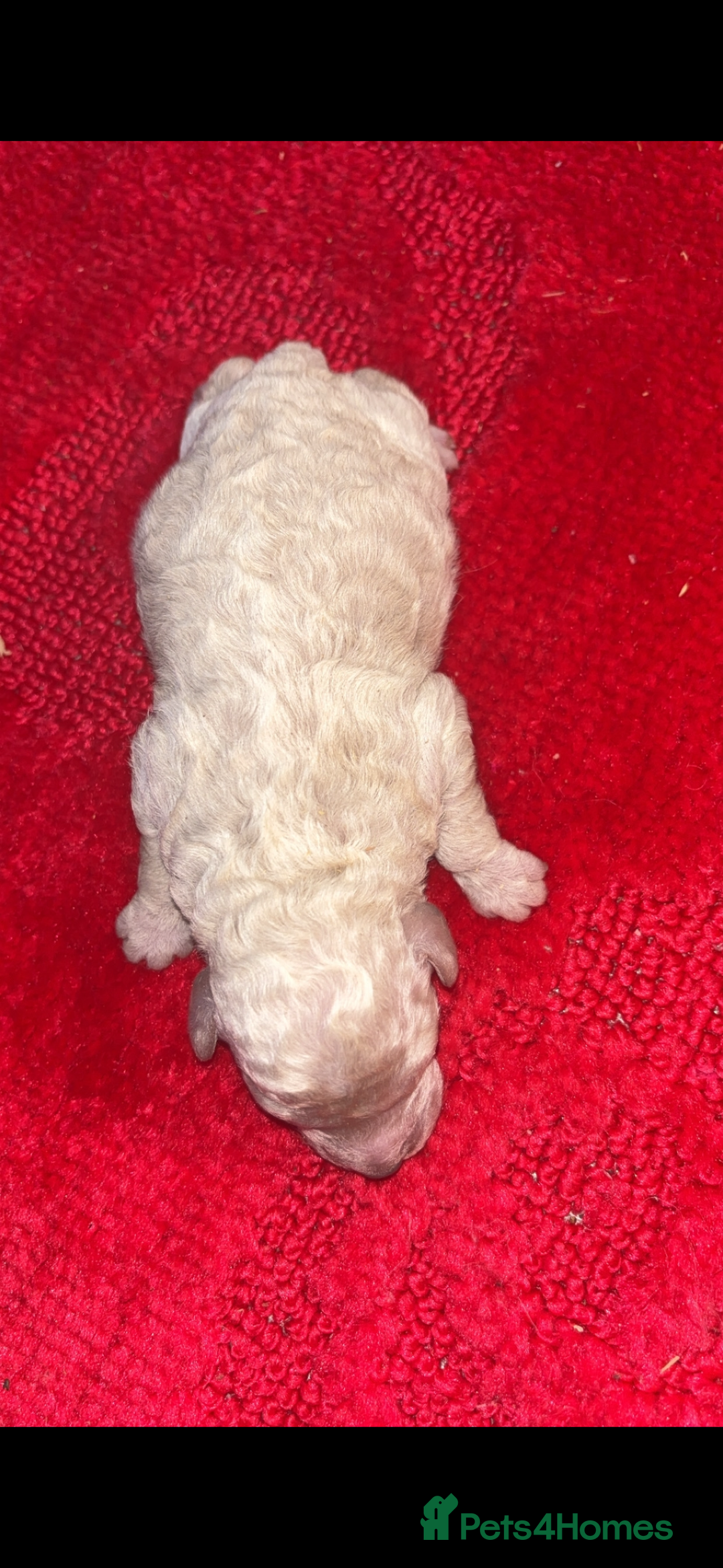 Miniature Poodle dogs for sale: Poodle puppies - Advert 11