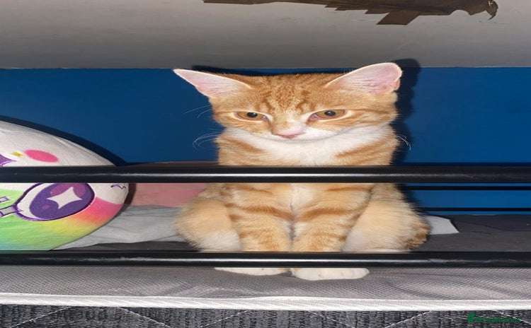 Mixed Breed cats - Advert 1