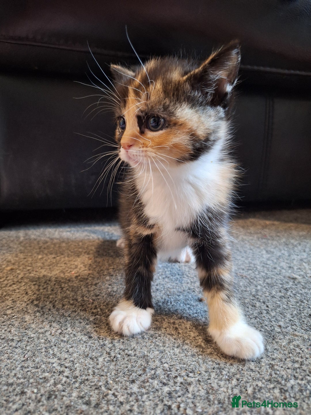 Mixed Breed cats for sale: Mix breed kittens, 1/4 ragdoll  - Advert 13