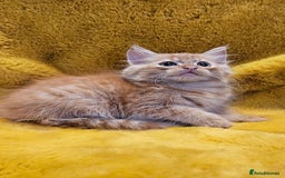 Maine Coon cats for sale: Kitten - Image 2