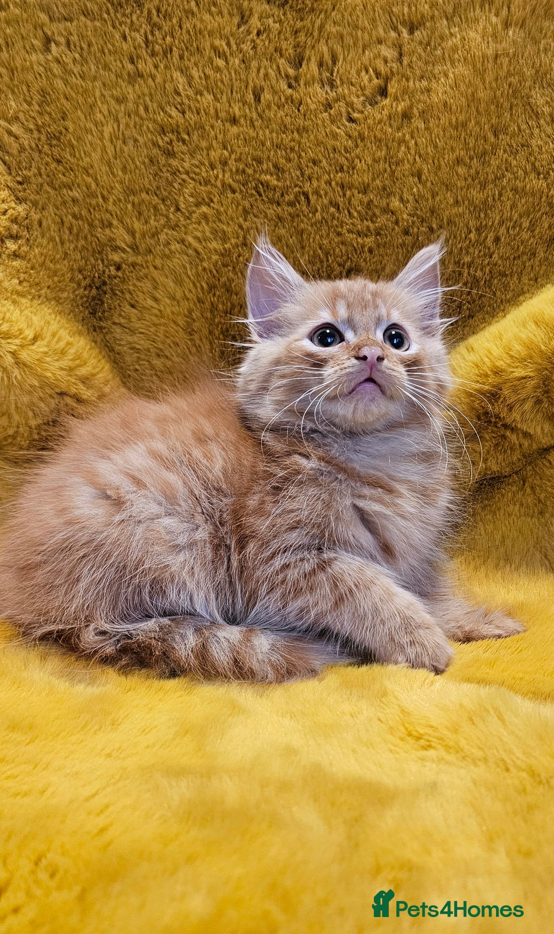 Maine Coon cats for sale: Kitten - Image 2