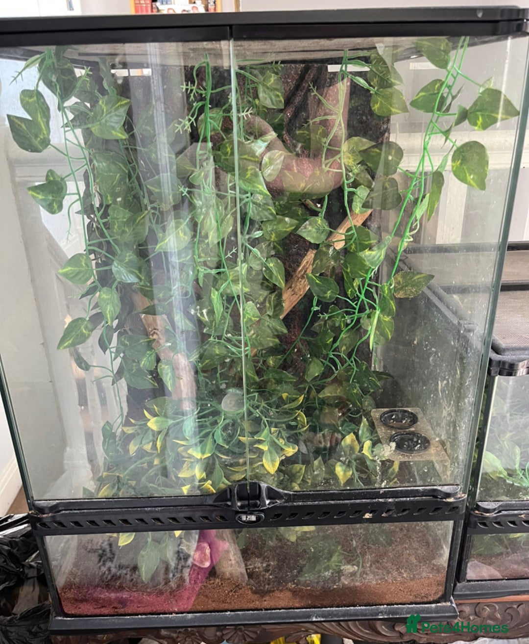 Gecko reptiles for sale: Adult male crested gecko  - Advert 4