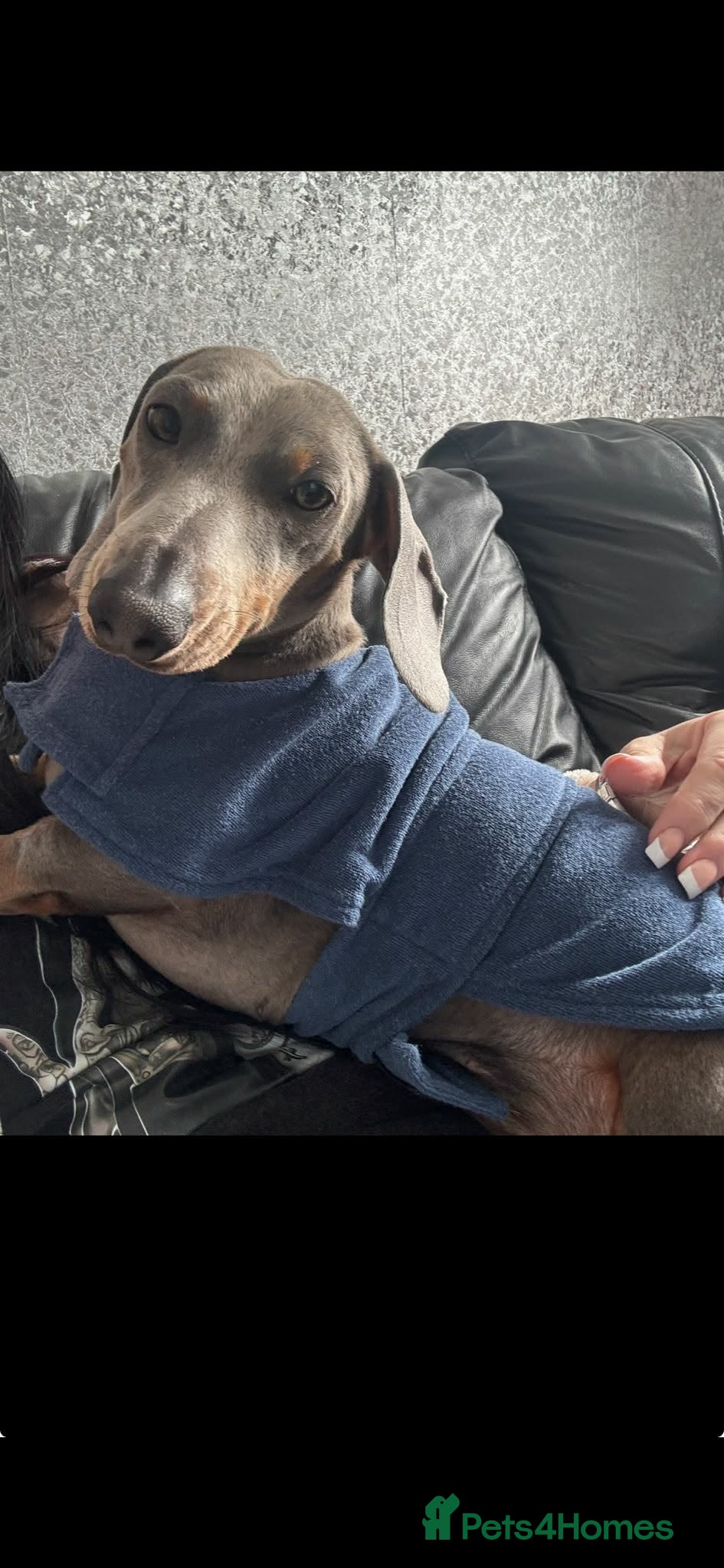 Miniature Dachshund dogs for sale: Miniature dachshund pups - Advert 8