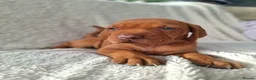 Hungarian Vizsla dogs for sale: Beautiful Hungarian Vizsla Puppies For Sale  in Aberystwyth - Advert 6