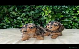 Miniature Dachshund dogs for sale: Kc registered cream proven stud dog  - Image 10