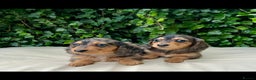 Miniature Dachshund dogs for sale: Kc registered cream dog  - Advert 12