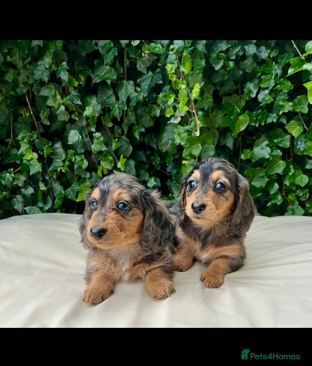 Miniature Dachshund dogs for sale: Kc registered cream proven stud dog  - Image 10