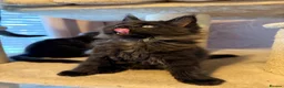 Maine Coon cats for sale: Tica registered black smoked male Maine coon - Advert 21