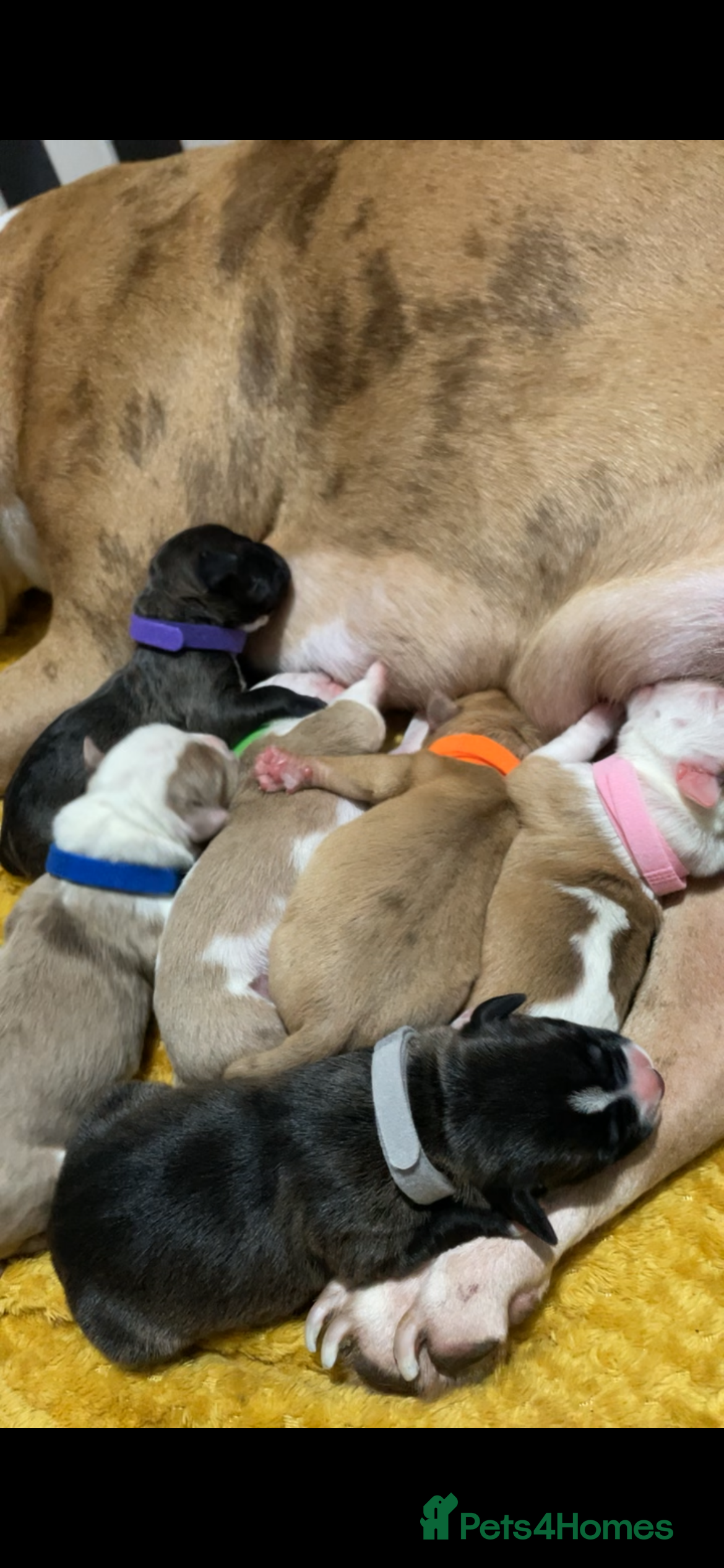 Mixed Breed dogs American bully X American bulldog puppies  - Advert 4