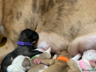 Mixed Breed dogs American bully X American bulldog puppies - Advert 4