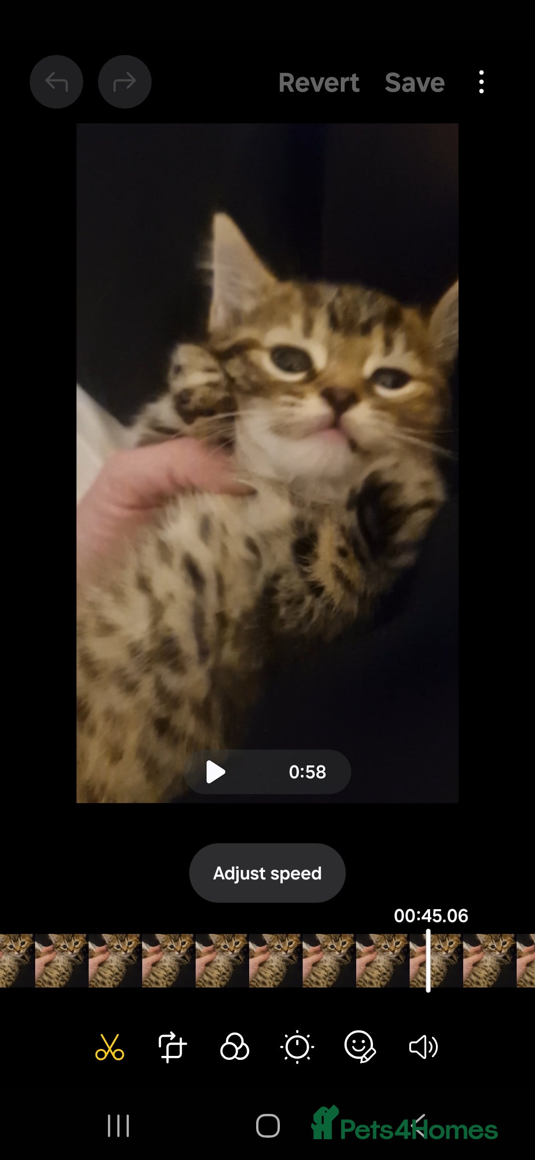 Mixed Breed cats for sale: Bengal cross kittens  - Advert 6