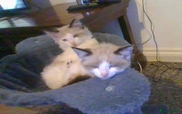 British Longhair cats for sale: 4 Beautiful Kitties Ready - Image 3