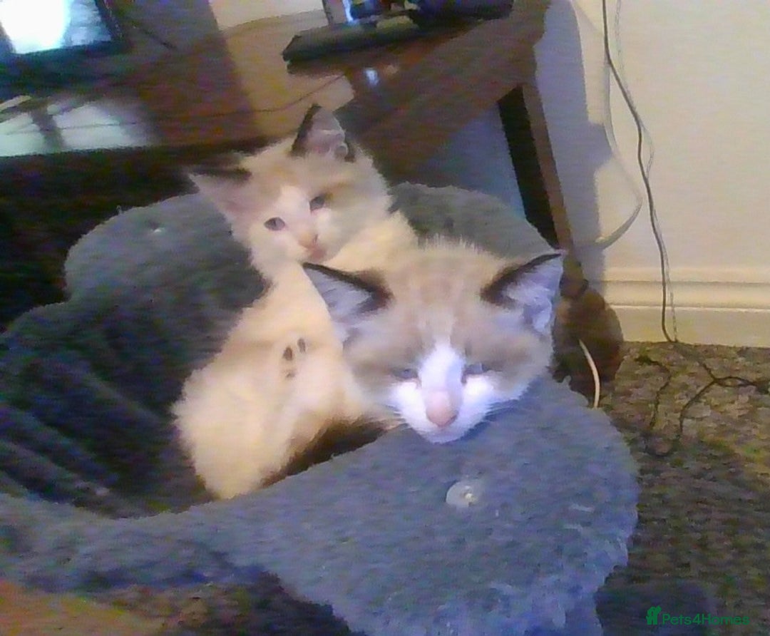 British Longhair cats for sale: 4 Beautiful Kitties Ready - Image 3