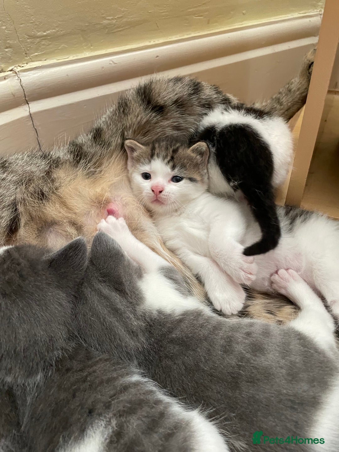 British Longhair cats for sale: White and tabby boy ready now  - Image 9