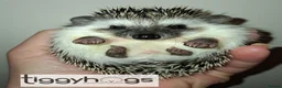 Pygmy Hedgehog rodents for sale: Ready from 9th may - 1 handsome Male - Advert 10