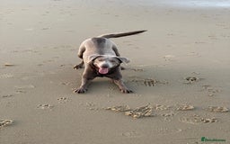 Labrador Retriever dogs for sale: Silver, Charcoal, Champagne Labrador Puppies  - Image 2
