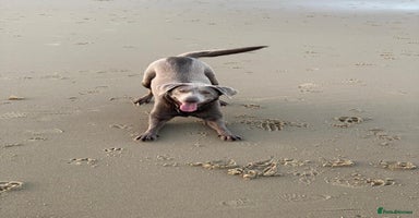Labrador Retriever dogs - Advert 14