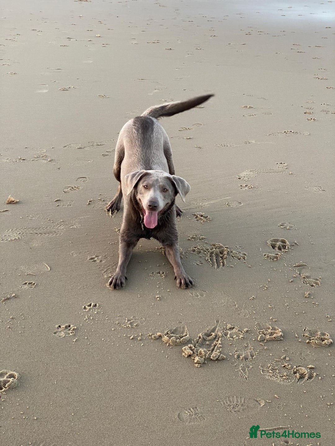 Labrador Retriever dogs for sale: Silver, Charcoal, Champagne Labrador Puppies  - Image 2
