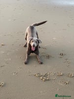 Labrador Retriever dogs - Advert 7
