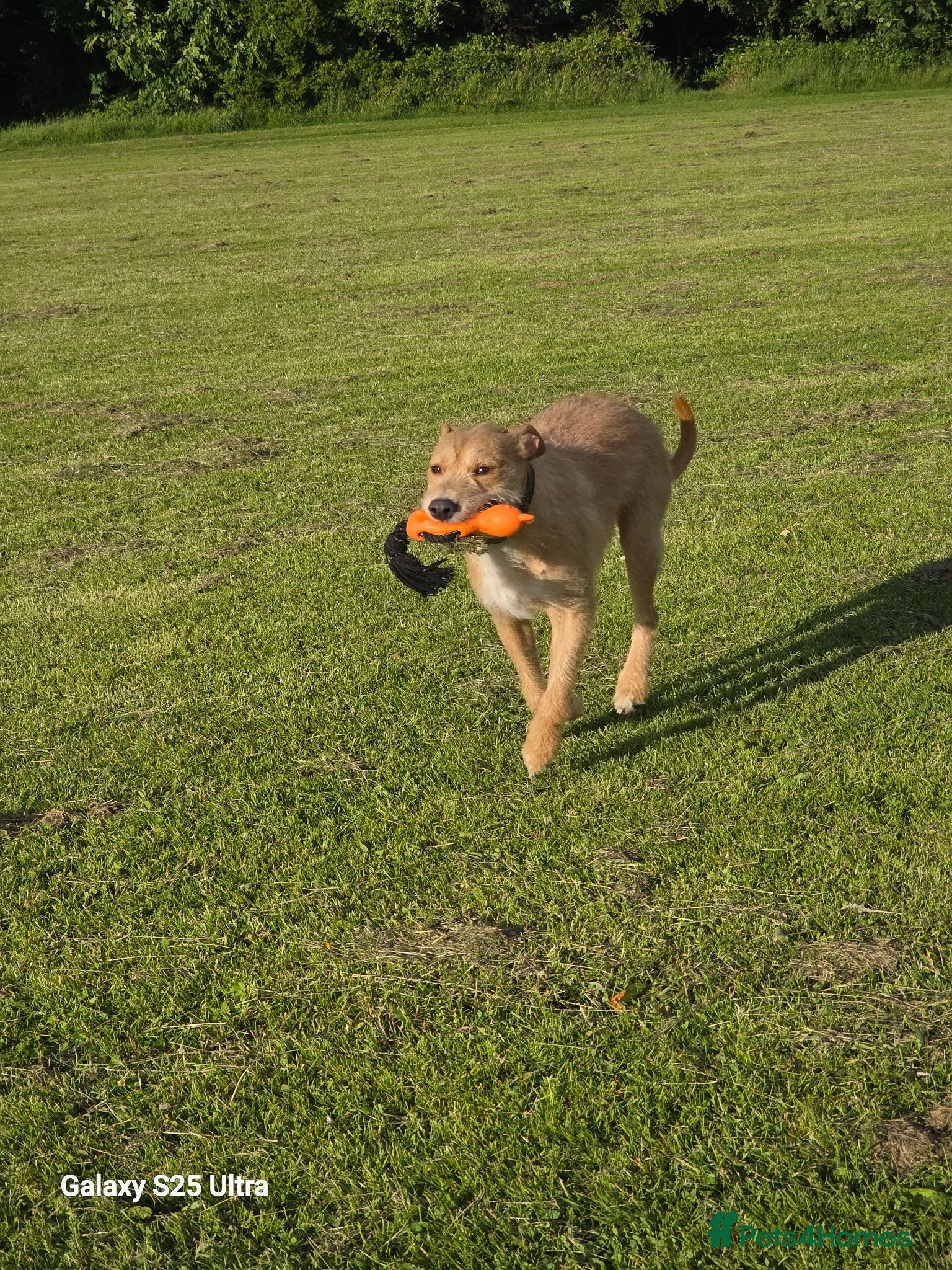Mixed Breed dogs Fern 2 years old  - Advert 1