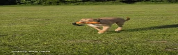 Mixed Breed dogs for sale: Fern 2 years old  in Dukinfield - Advert 1