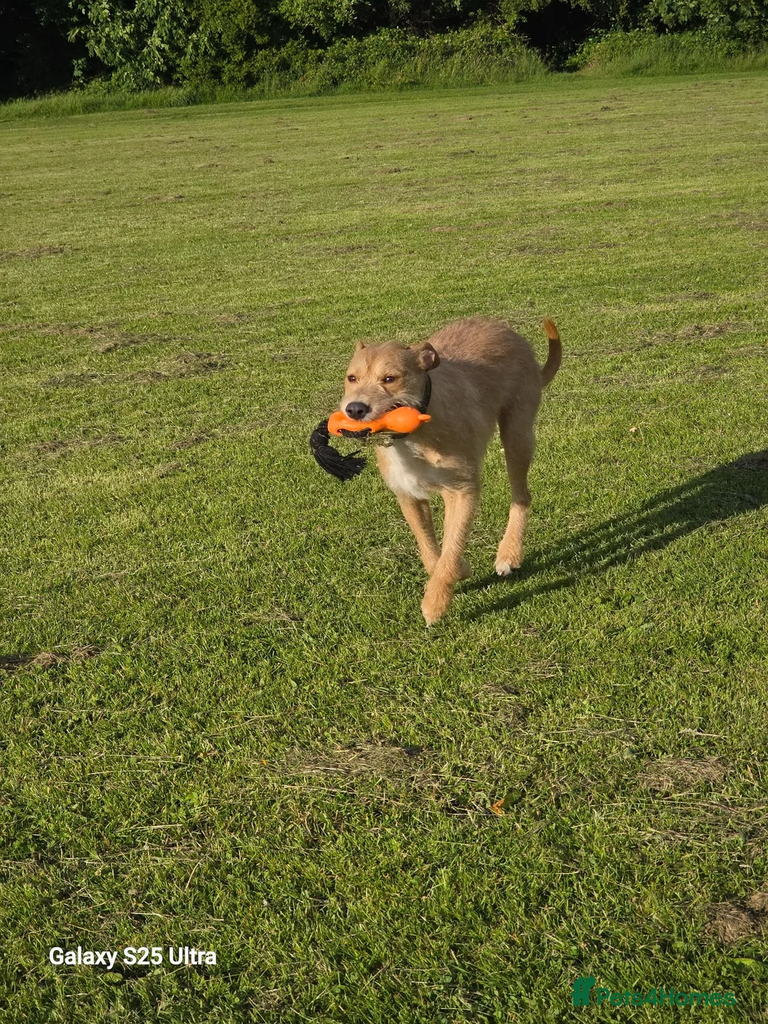 Mixed Breed dogs for sale: Fern 2 years old  in Dukinfield - Advert 1