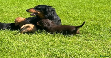 Miniature Dachshund dogs - Advert 11