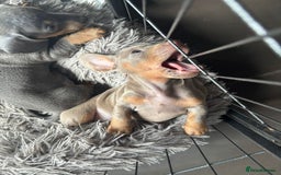 Miniature Dachshund dogs for sale:  Beautiful cute Miniatures dachshund  in Liverpool - Image 22