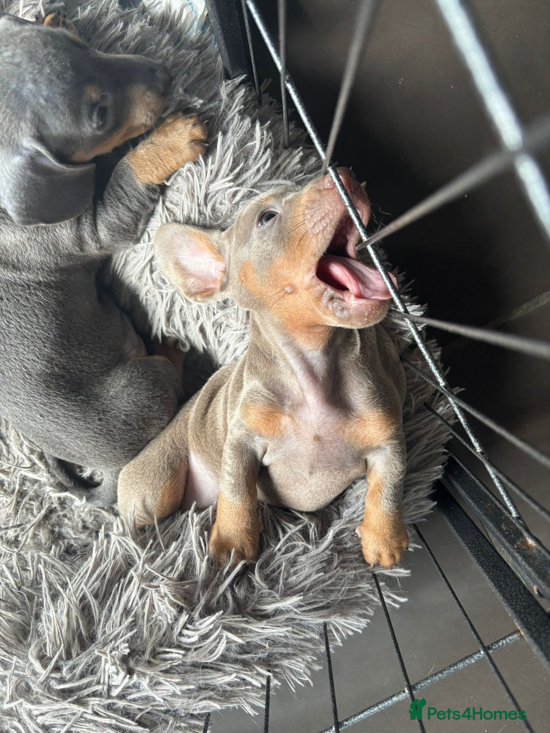 Miniature Dachshund dogs for sale:  Beautiful cute Miniatures dachshund  in Liverpool - Image 22