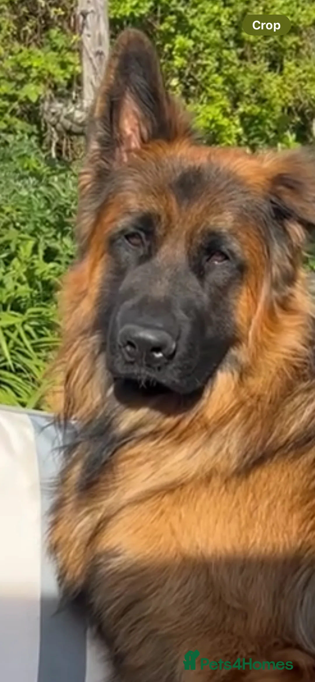 German Shepherd dogs for sale: Pure breed German shepherd puppies  - Advert 9