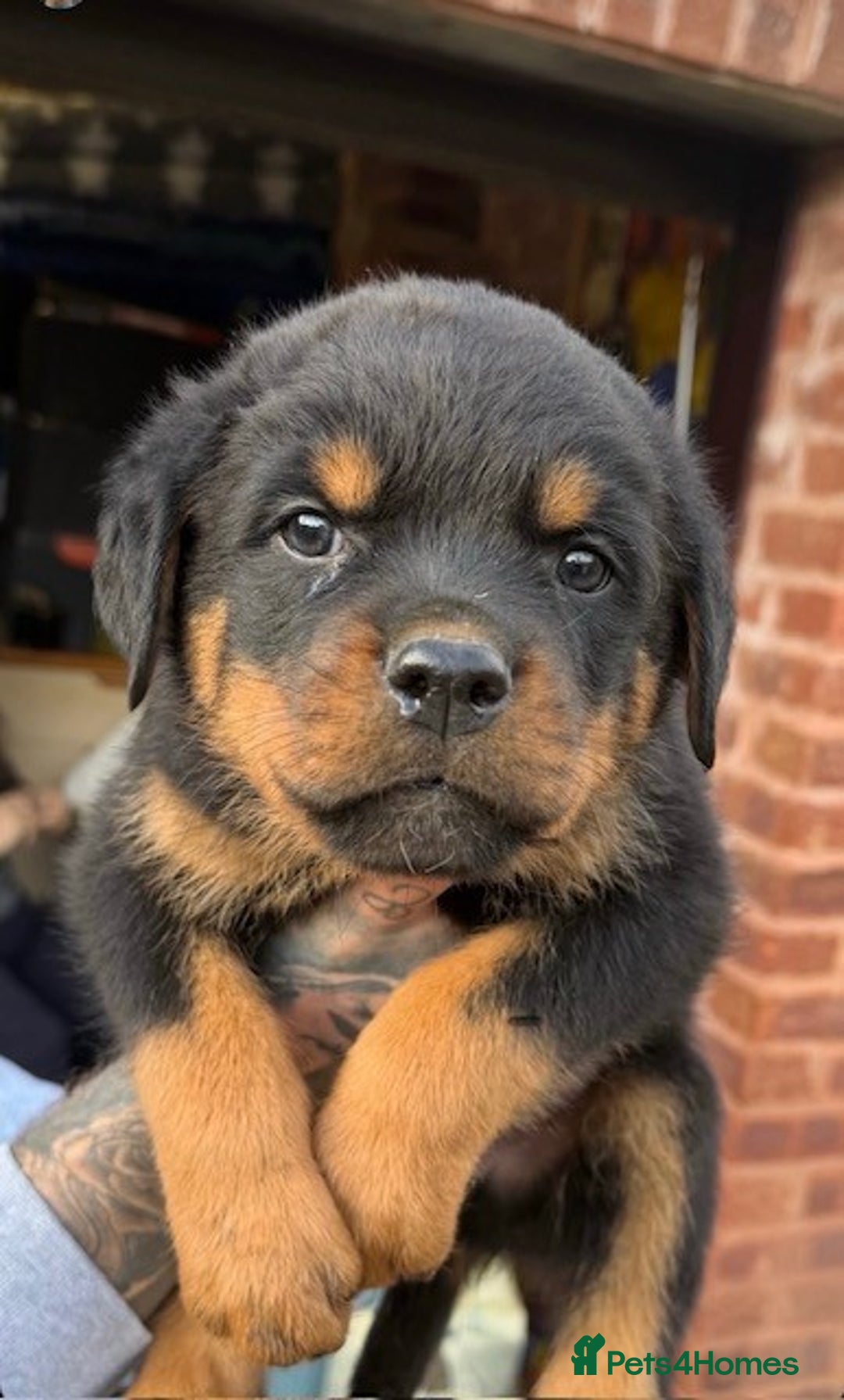 Rottweiler dogs for sale: Fully KC Registered Rottweiler Puppies for Sale 🐾 - Advert 6