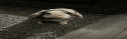 Harlequin rabbits for sale: Rabbit looking for home in Preston - Advert 4