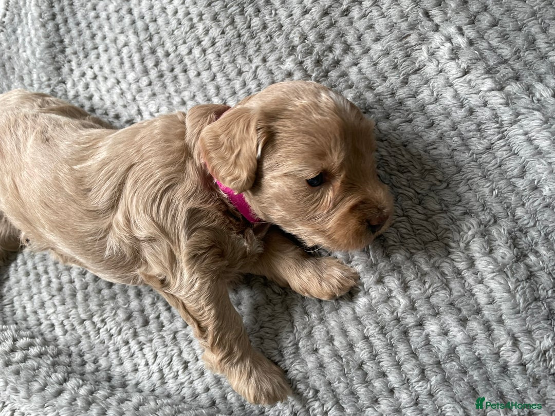 Cockapoo dogs for sale: One female cockapoo left from litter of 6 - Image 3