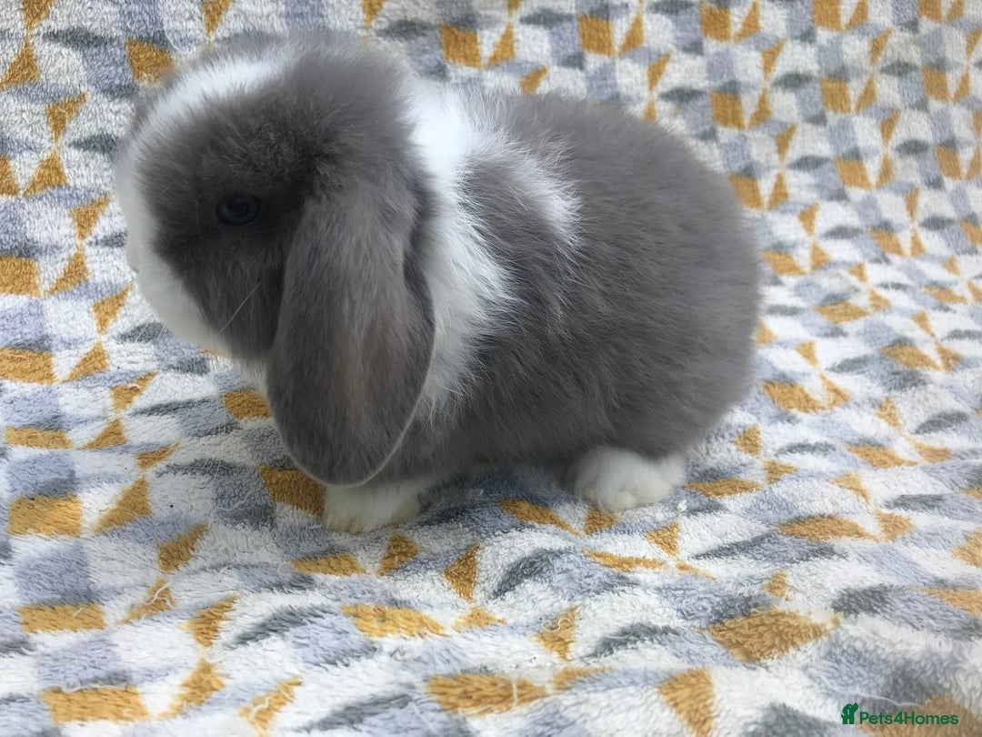 Mini Lop rabbits for sale: Beautiful mini lops for sale  - Image 2