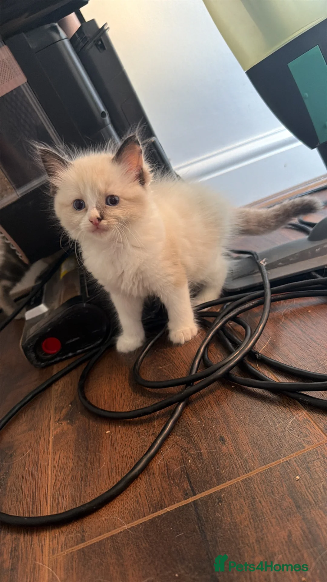 Mixed Breed cats for sale: Lovely kitten  - Advert 2
