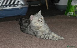 British Shorthair cats for sale: Silver Tabby BSH - Image 8