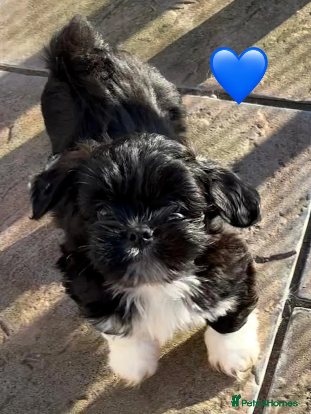 Lhasa Apso dogs for sale: Seven Beautiful RKC reg. Pups GPRA Clear in Wisbech - Advert 12
